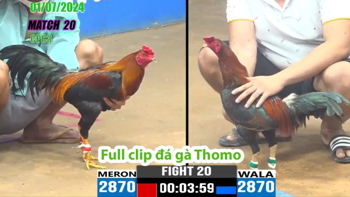 CPC3- TRẬN 20 | đá gà Thomo | 01/07/2024