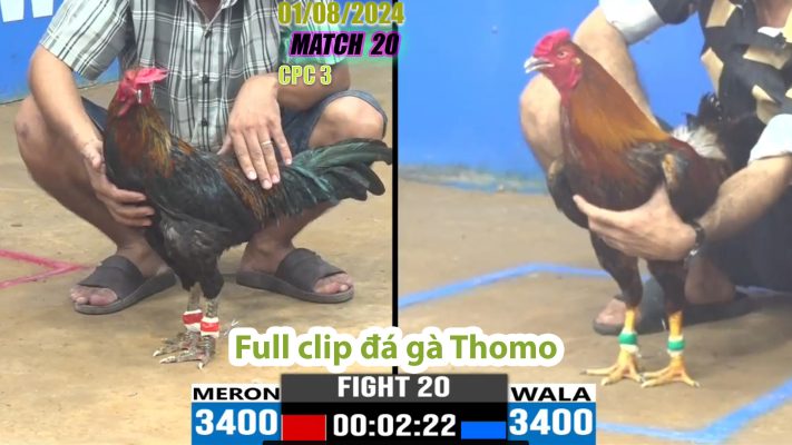 CPC3- TRẬN 20 | đá gà Thomo | 01/08/2024