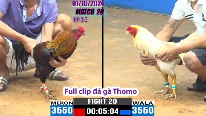 CPC3- TRẬN 20 | đá gà Thomo | 01/16/2024