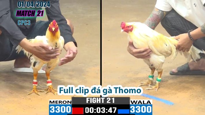 CPC3- TRẬN 21 | đá gà Thomo | 01/04/2024