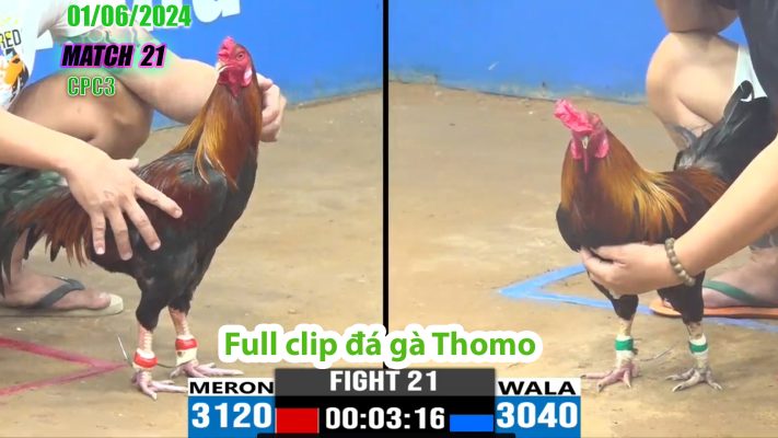 CPC3- TRẬN 21 | đá gà Thomo | 01/06/2024