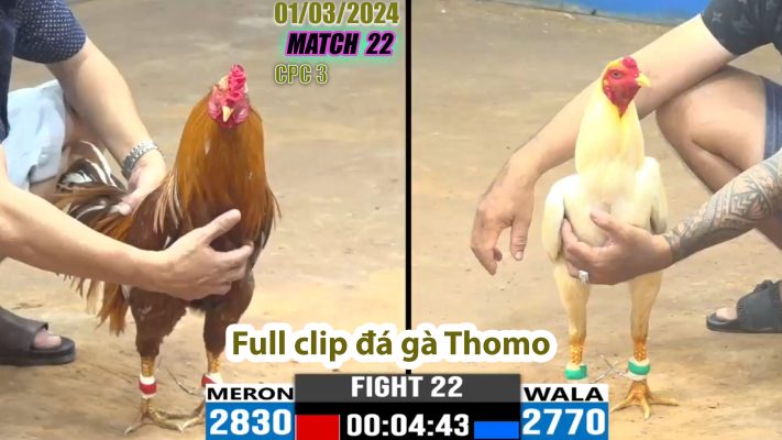 CPC3- TRẬN 22 | đá gà Thomo | 01/03/2024