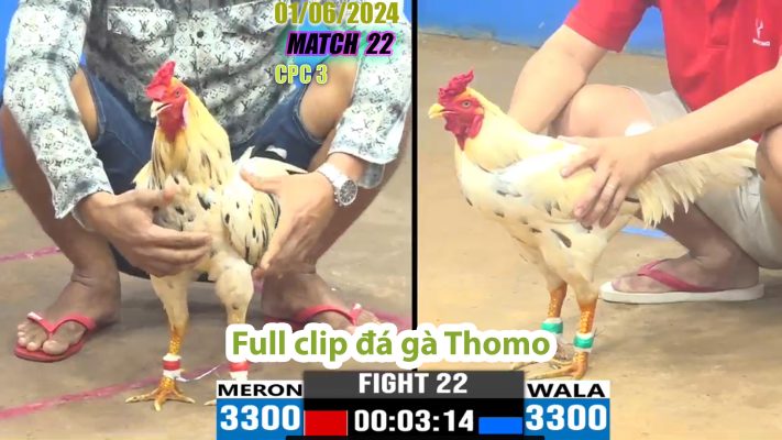 CPC3- TRẬN 22 | đá gà Thomo | 01/06/2024