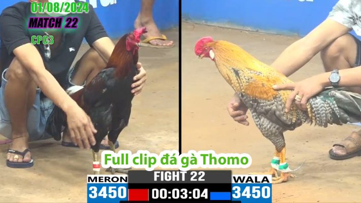 CPC3- TRẬN 22 | đá gà Thomo | 01/08/2024