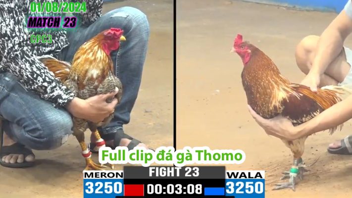 CPC3- TRẬN 23 | đá gà Thomo | 01/08/2024