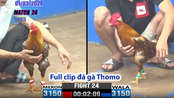 CPC3- TRẬN 24 | đá gà Thomo | 01/03/2024