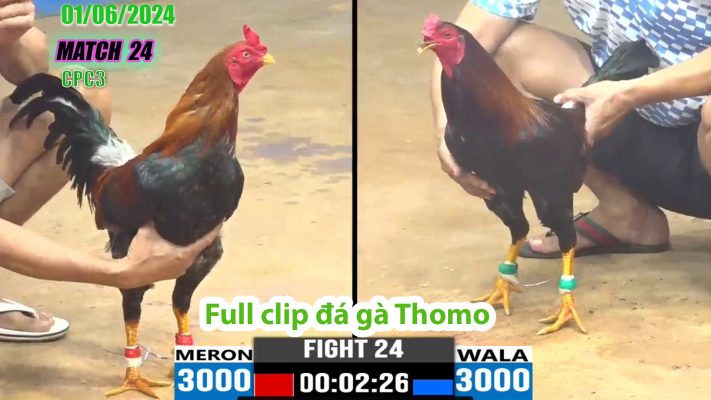 CPC3- TRẬN 24 | đá gà Thomo | 01/06/2024