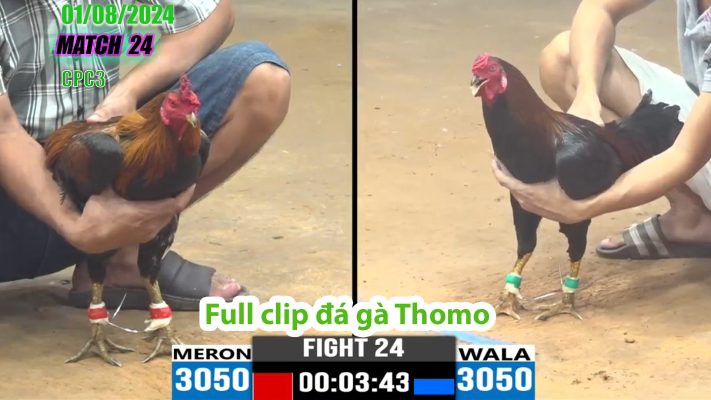 CPC3- TRẬN 24 | đá gà Thomo | 01/08/2024