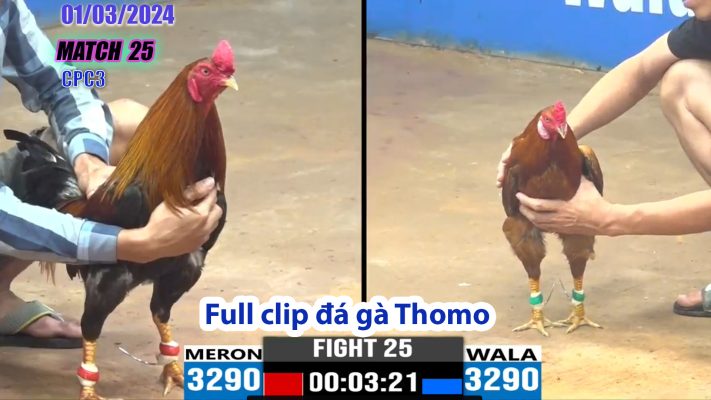 CPC3- TRẬN 25 | đá gà Thomo | 01/03/2024