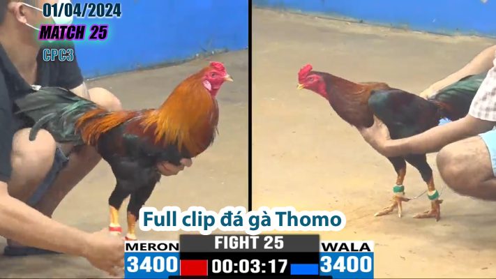 CPC3- TRẬN 25 | đá gà Thomo | 01/04/2024