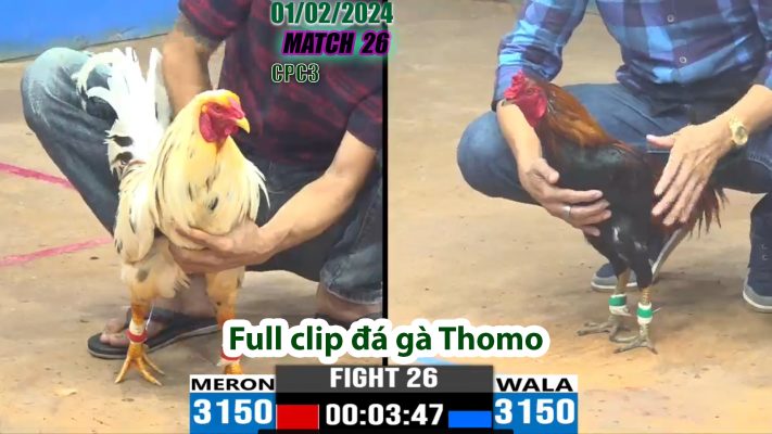 CPC3- TRẬN 26 | đá gà Thomo | 01/02/2024