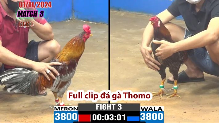 CPC3- TRẬN 3 | đá gà Thomo | 01/11/2024