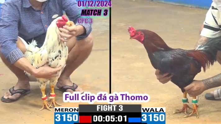 CPC3- TRẬN 3 | đá gà Thomo | 01/12/2024