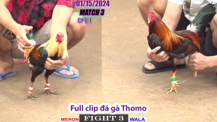 CPC1- TRẬN 3 | đá gà Thomo | 01/15/2024