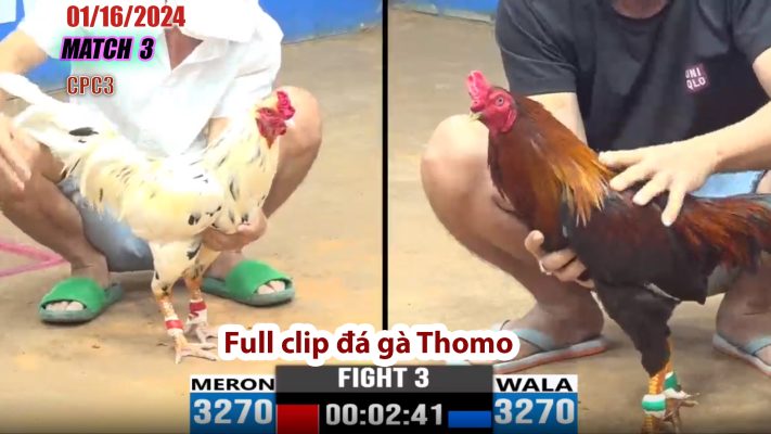 CPC3- TRẬN 3 | đá gà Thomo | 01/16/2024