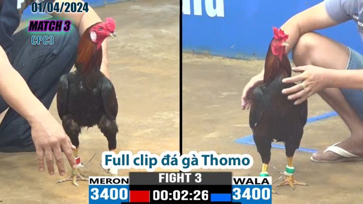 CPC3- TRẬN 3 | đá gà Thomo | 01/04/2024