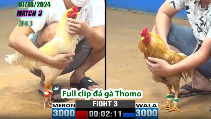 CPC3- TRẬN 3 | đá gà Thomo | 01/18/2024