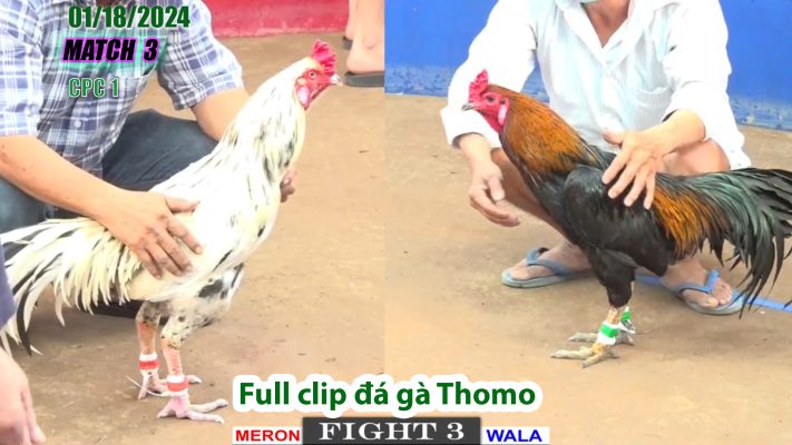 CPC1- TRẬN 3 | đá gà Thomo | 01/18/2024