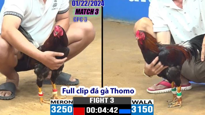 CPC3- TRẬN 3 | đá gà Thomo | 01/22/2024