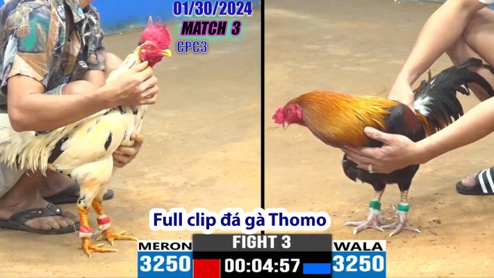 CPC3- TRẬN 3 | đá gà Thomo | 01/30/2024