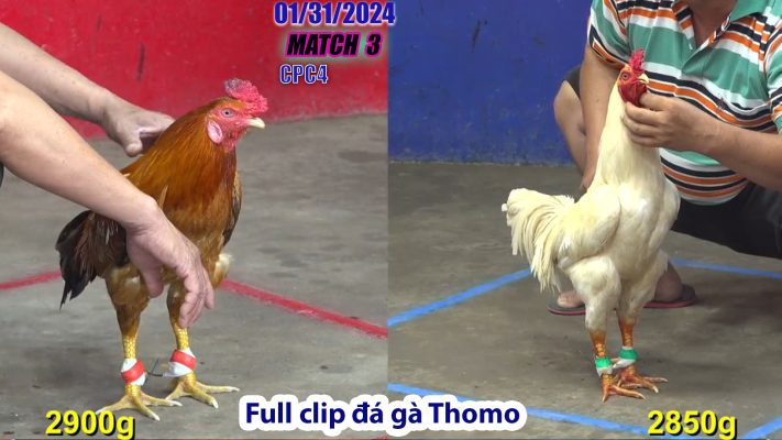 CPC4- TRẬN 3 | đá gà Thomo | 01/31/2024