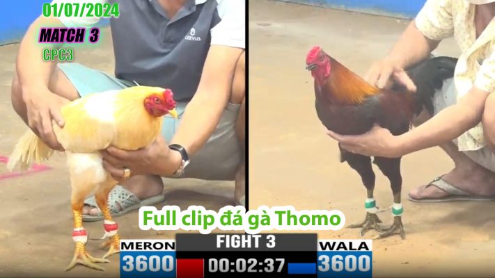 CPC3- TRẬN 3 | đá gà Thomo | 01/07/2024