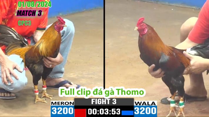 CPC3- TRẬN 3 | đá gà Thomo | 01/08/2024