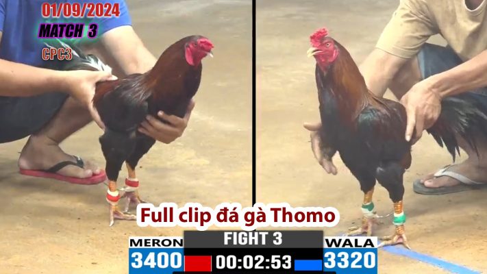 CPC3- TRẬN 3 | đá gà Thomo | 01/09/2024