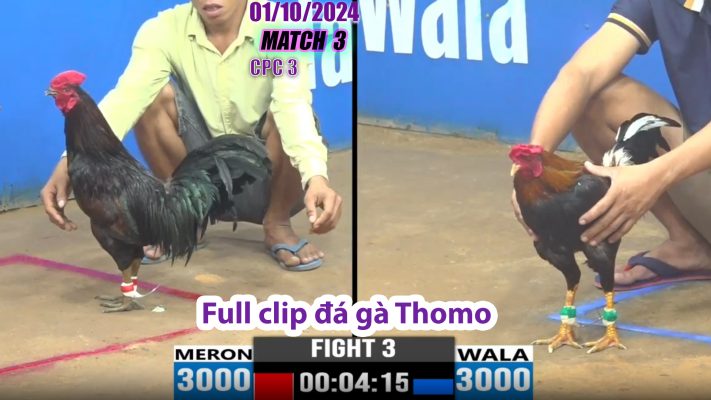 CPC3- TRẬN 3 | đá gà Thomo | 01/10/2024