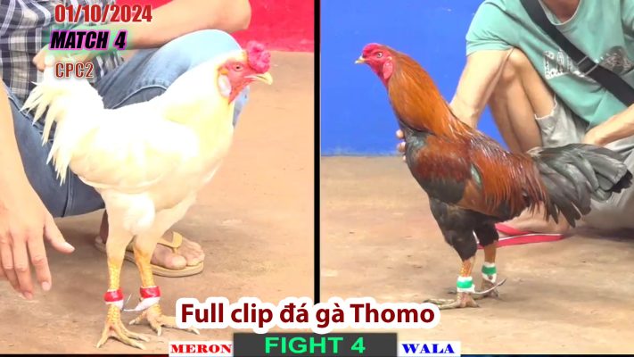 CPC2- TRẬN 4 | đá gà Thomo | 01/10/2024