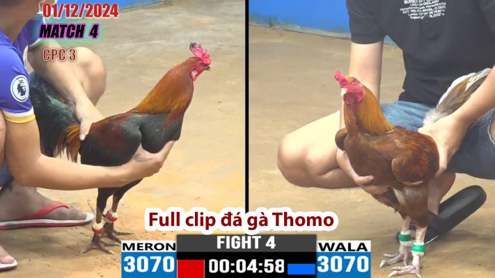 CPC3- TRẬN 4 | đá gà Thomo | 01/12/2024