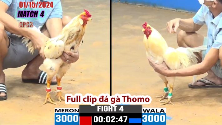 CPC3- TRẬN 4 | đá gà Thomo | 01/15/2024