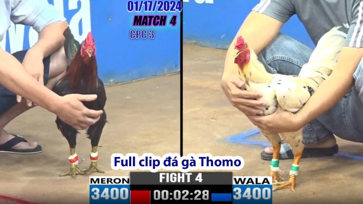 CPC3- TRẬN 4 | đá gà Thomo | 01/17/2024