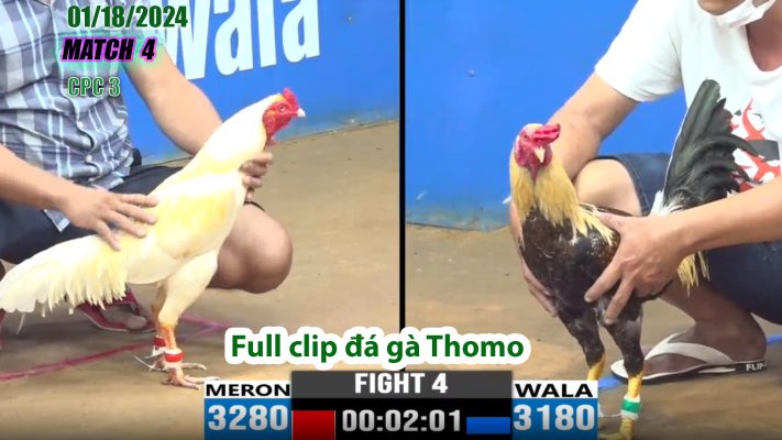 CPC3- TRẬN 4 | đá gà Thomo | 01/18/2024