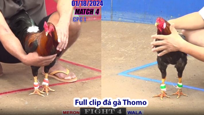 CPC1- TRẬN 4 | đá gà Thomo | 01/18/2024