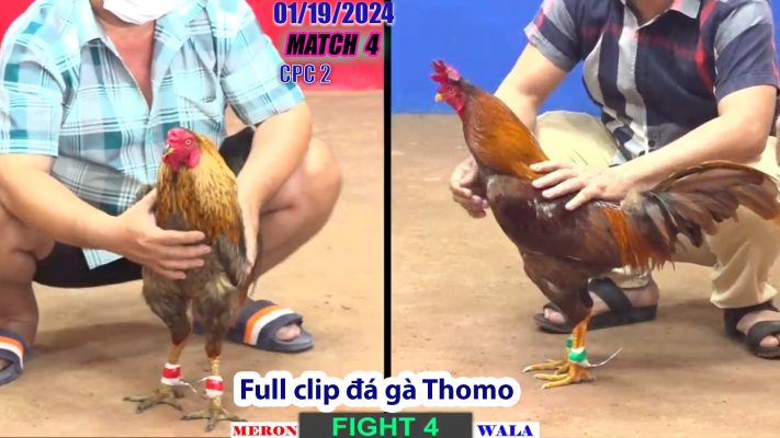 CPC2- TRẬN 4 | đá gà Thomo | 01/19/2024