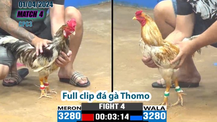 CPC3- TRẬN 4 | đá gà Thomo | 01/04/2024