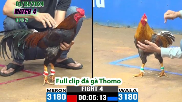 CPC3- TRẬN 4 | đá gà Thomo | 01/19/2024