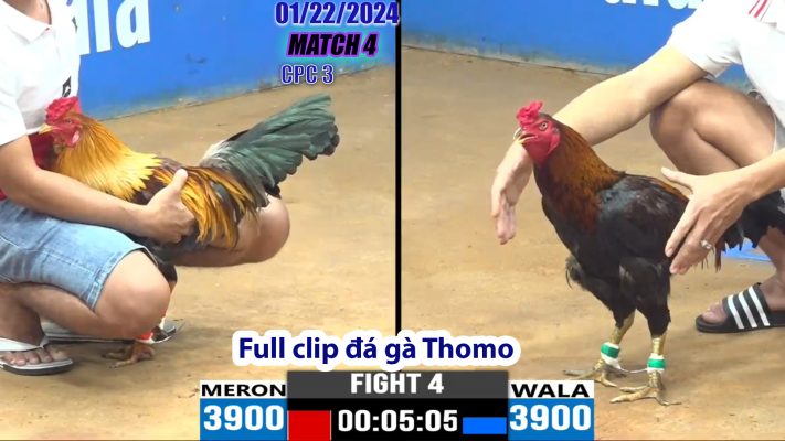 CPC3- TRẬN 4 | đá gà Thomo | 01/22/2024