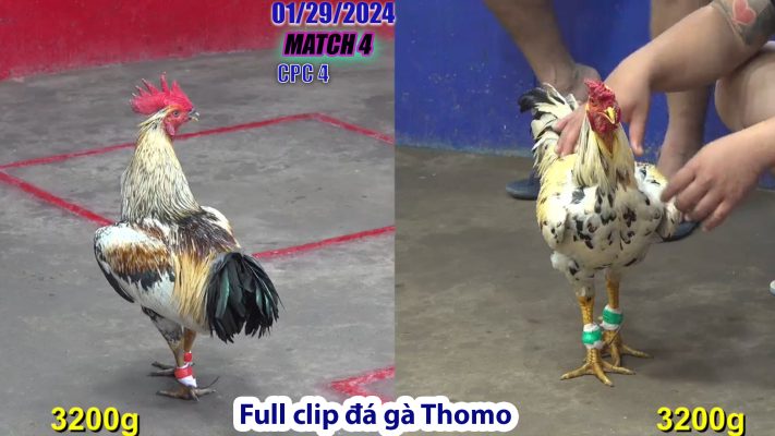 CPC4- TRẬN 4 | đá gà Thomo | 01/29/2024