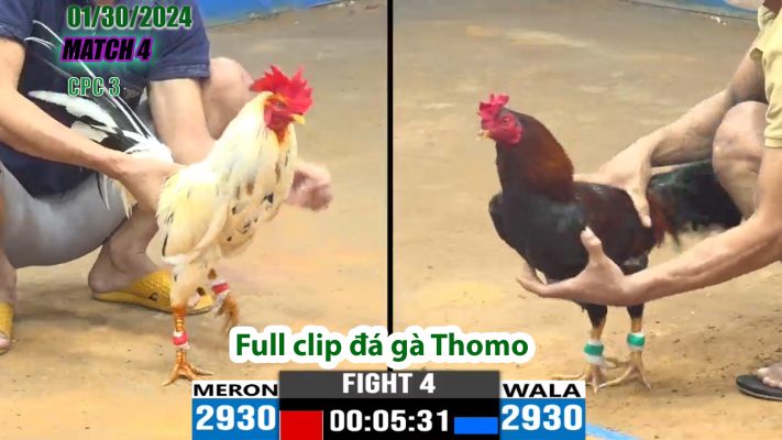 CPC3- TRẬN 4 | đá gà Thomo | 01/30/2024