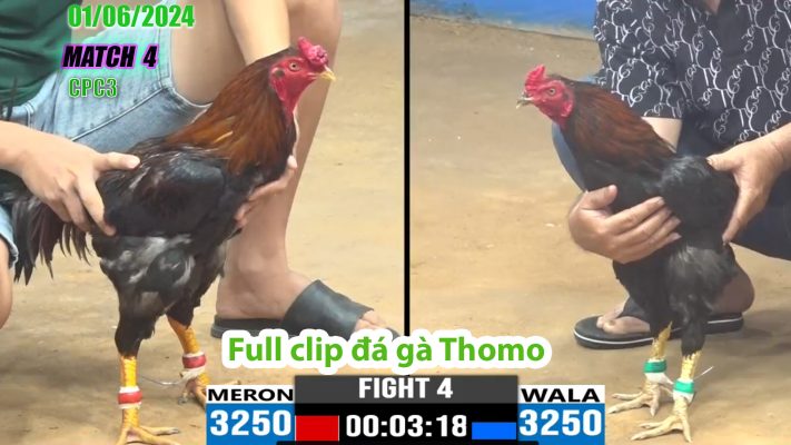 CPC3- TRẬN 4 | đá gà Thomo | 01/06/2024