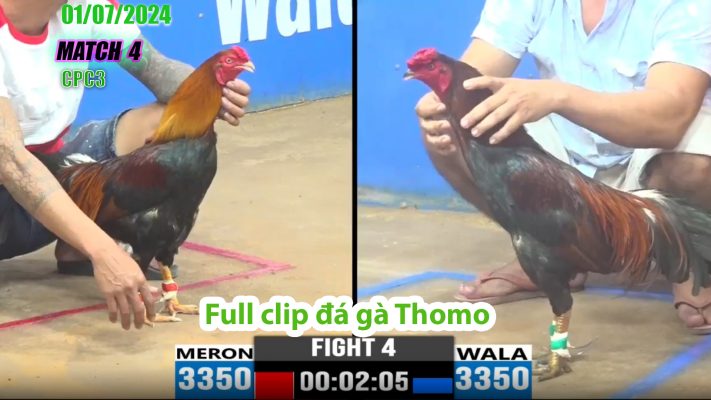 CPC3- TRẬN 4 | đá gà Thomo | 01/07/2024