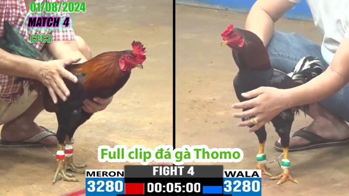 CPC3- TRẬN 4 | đá gà Thomo | 01/08/2024