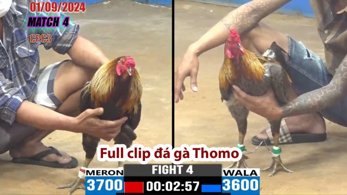 CPC3- TRẬN 4 | đá gà Thomo | 01/09/2024