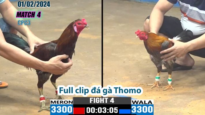 CPC3- TRẬN 4 | đá gà Thomo | 01/02/2024