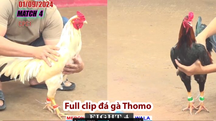 CPC1- TRẬN 4 | đá gà Thomo | 01/09/2024