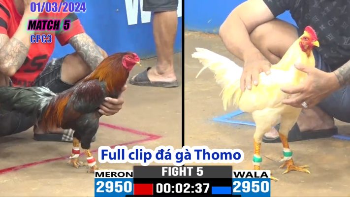 CPC3- TRẬN 5 | đá gà Thomo | 01/03/2024