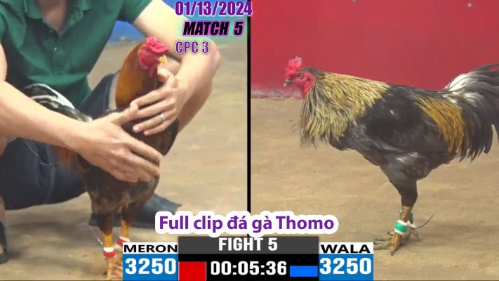 CPC3- TRẬN 5 | đá gà Thomo | 01/13/2024