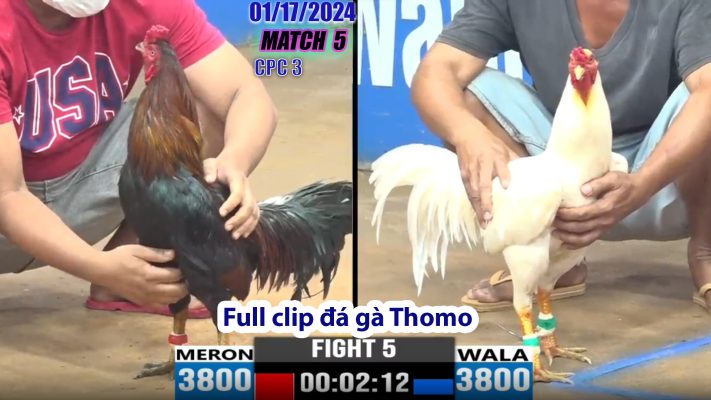 CPC3- TRẬN 5 | đá gà Thomo | 01/17/2024